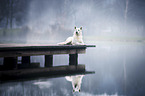 lying Berger Blanc Suisse