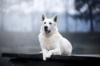 lying Berger Blanc Suisse