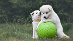 playing White Swiss Shepherd puppies