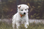 standing White Swiss Shepherd puppy