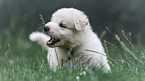 White Swiss Shepherd puppy