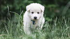White Swiss Shepherd puppy