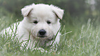 lying White Swiss Shepherd puppy