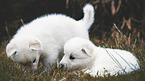 2 White Swiss Shepherd puppies
