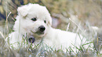 lying White Swiss Shepherd puppy