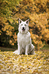 sitting Berger Blanc Suisse