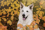 Berger Blanc Suisse portrait