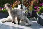 Berger Blanc Suisse with Cat