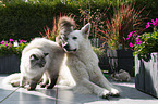 Berger Blanc Suisse with Cat