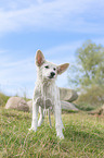 standing White Swiss Shepherd