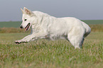 running White Swiss Shepherd