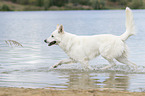 running White Swiss Shepherd