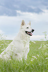 sitting Berger Blanc Suisse