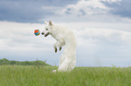 playing Berger Blanc Suisse