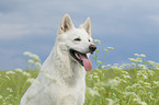 Berger Blanc Suisse portrait