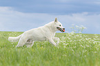 running Berger Blanc Suisse