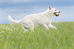 running Berger Blanc Suisse