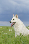 sitting Berger Blanc Suisse