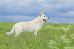 standing Berger Blanc Suisse