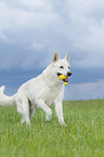running Berger Blanc Suisse