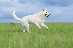 running Berger Blanc Suisse