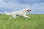 running Berger Blanc Suisse