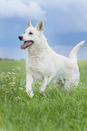 running Berger Blanc Suisse