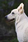 Berger Blanc Suisse Portrait