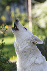 Berger Blanc Suisse Portrait