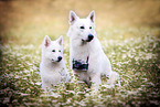 2 Berger Blanc Suisse