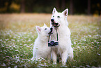 2 Berger Blanc Suisse