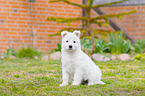 Berger Blanc Suisse Puppy