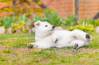 Berger Blanc Suisse Puppy