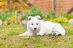 Berger Blanc Suisse