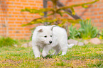 Berger Blanc Suisse Puppy