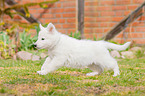 Berger Blanc Suisse Puppy