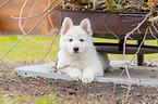 Berger Blanc Suisse Puppy