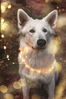 sitting Berger Blanc Suisse