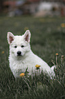 white shepherd puppy