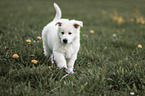 white shepherd puppy