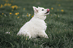 white shepherd puppy