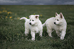White shepherd puppies