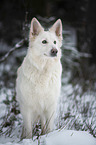 Berger Blanc Suisse