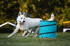 Berger Blanc Suisse at agility