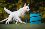 Berger Blanc Suisse at agility