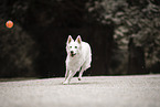 Berger Blanc Suisse