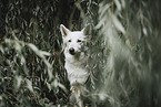 Berger Blanc Suisse