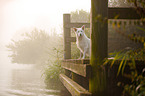 sitting Berger Blanc Suisse