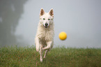 playing Berger Blanc Suisse