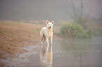 Berger Blanc Suisse